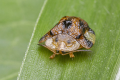 Laccoptera