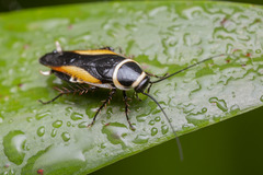 Hemithyrsocera vittata