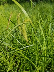 Carex gynandra