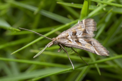 Diasemia
