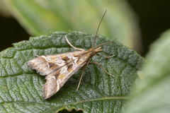 Diasemia