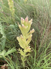 Castilleja cusickii