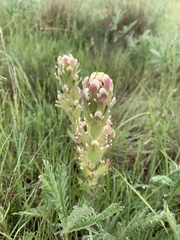 Castilleja cusickii