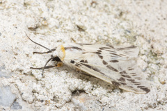 Lemyra stigmata