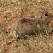 Daurian Ground Squirrel - Photo (c) Yu Ching Tam, some rights reserved (CC BY-NC-ND), uploaded by Yu Ching Tam