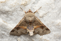 Targalla subocellata