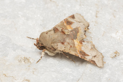 Targalla subocellata