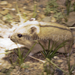 Phodopus sungorus - Photo (c) Yu Ching Tam, algunos derechos reservados (CC BY-NC-ND), uploaded by Yu Ching Tam
