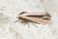 Creatonotos