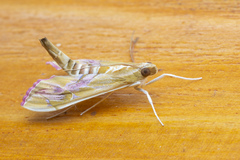 Agathodes ostentalis