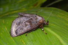 Phocoderma velutina