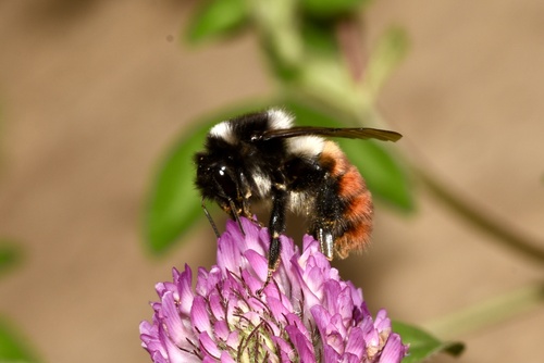 Fiery-bodied Bumble Bee