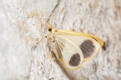 Plutodes
