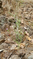 Gilia nevinii