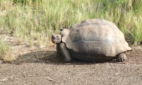 Volcán Darwin Giant Tortoise