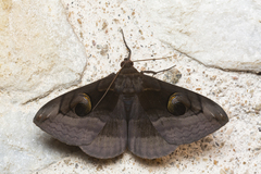 Spirama