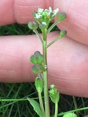 Cochlearia groenlandica