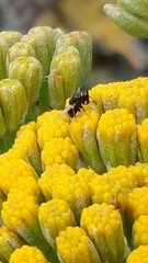 Perilampidae