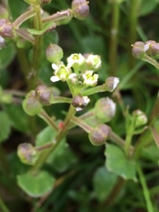 Cochlearia groenlandica