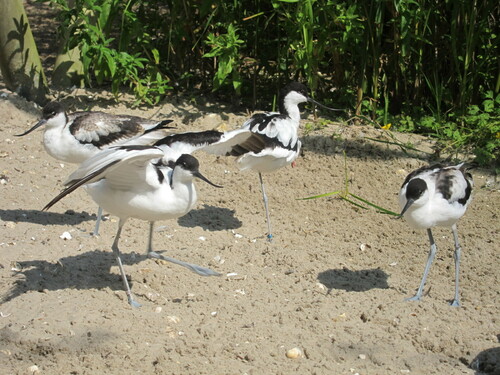 Avoceta común (Recurvirostra avosetta)