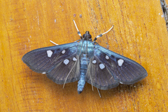Rhagoba octomaculalis