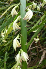 Carmichaelia williamsii