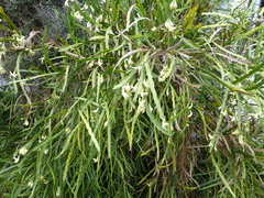 Carmichaelia williamsii