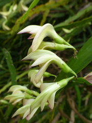 Carmichaelia williamsii