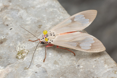 Amerila astreus