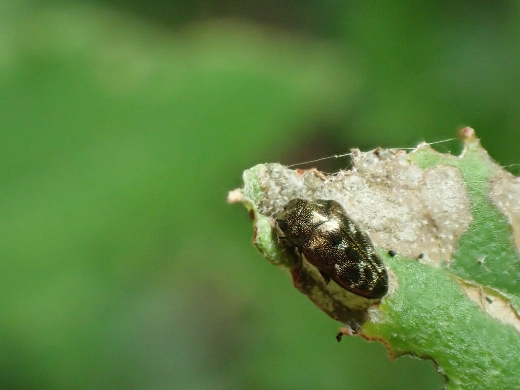 アカガネチビタマムシ