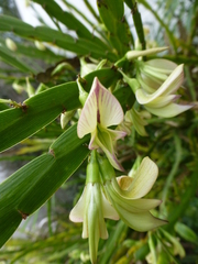 Carmichaelia williamsii