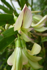 Carmichaelia williamsii