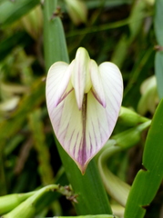 Carmichaelia williamsii