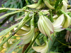 Carmichaelia williamsii