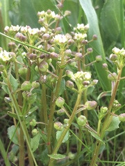 Cochlearia groenlandica