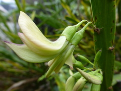 Carmichaelia williamsii