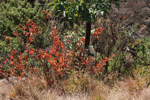 Image of Searsia dentata by (c) Tony Rebelo, some rights reserved (CC BY-SA)