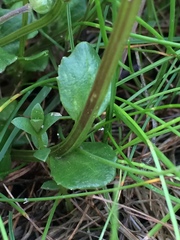 Cochlearia groenlandica