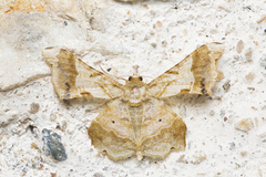 Krananda oliveomarginata