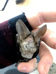 Nyctophilus geoffroyi