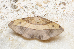 Hypochrosis hyadaria