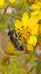 Copestylum marginatum