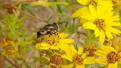 Copestylum marginatum