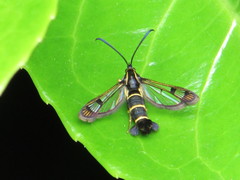 Synanthedon tipuliformis