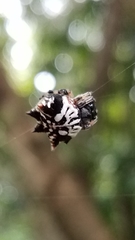 Gasteracantha sacerdotalis