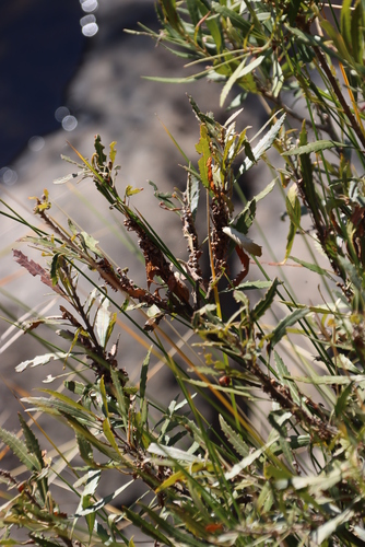 Image of Morella serrata by (c) Tony Rebelo, some rights reserved (CC BY-SA)
