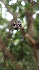 Gasteracantha sacerdotalis