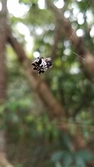 Gasteracantha sacerdotalis