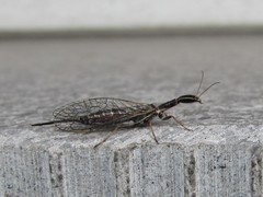 Xanthostigma xanthostigma