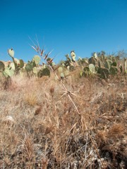 Festuca microstachys